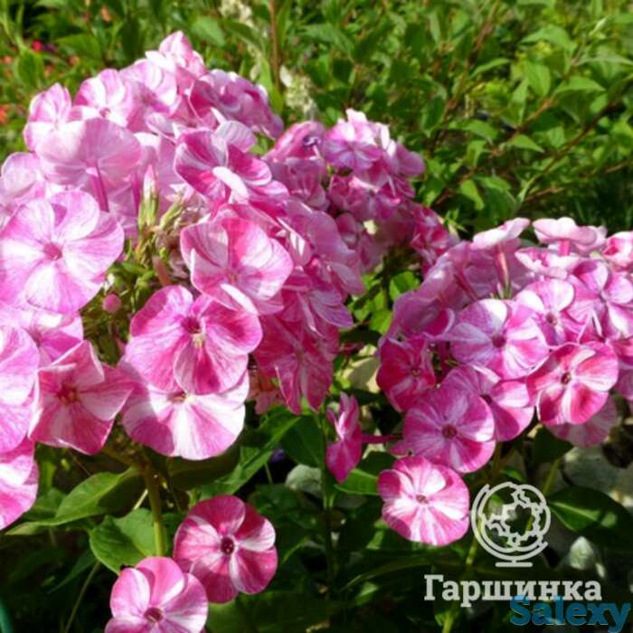 Флокс метельчатый фрикли пинк шейдес, фотография 1