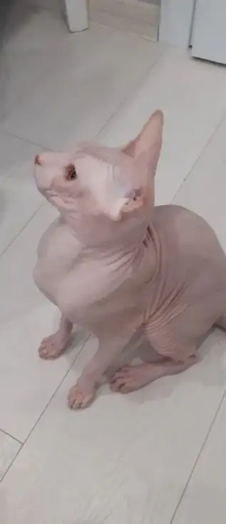 Сфинкс кота продаю, фотография 2