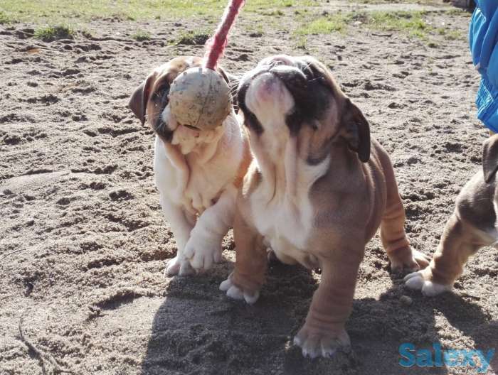 Красотка, фотография 4