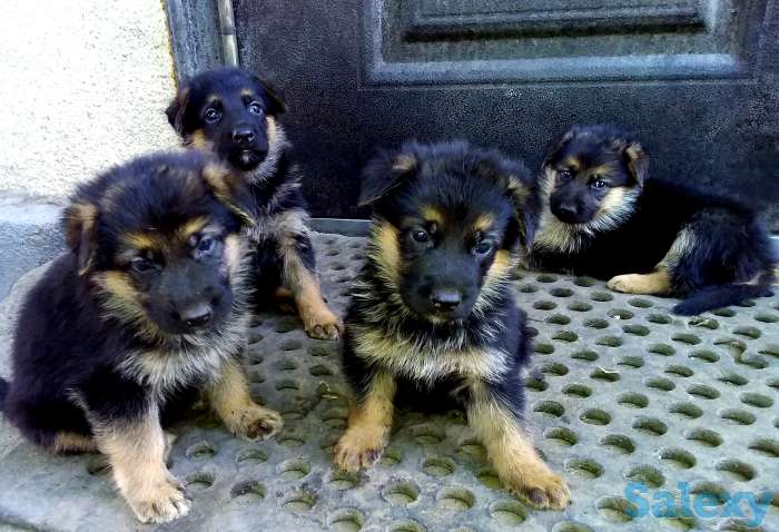 Щенки немецкой овчарки, фотография 2
