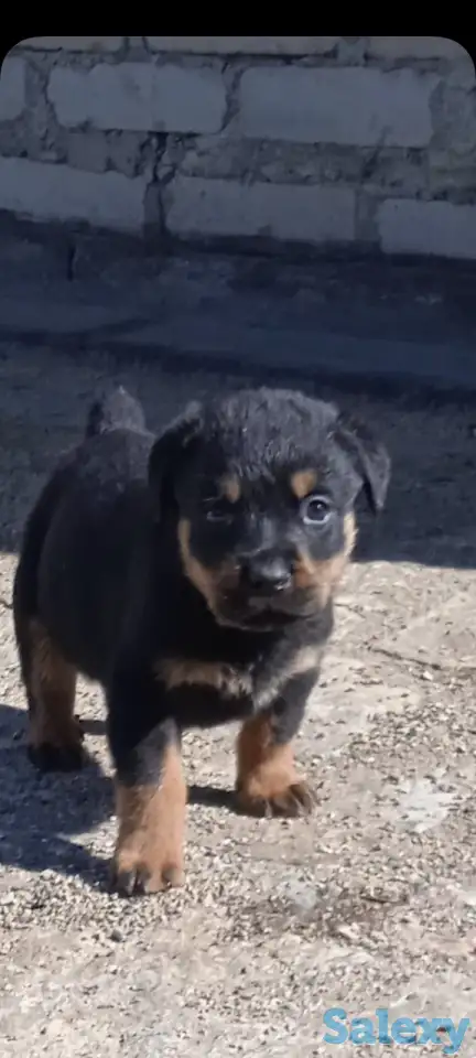 Продам чистокровных щенков ротвейлера, фотография 2