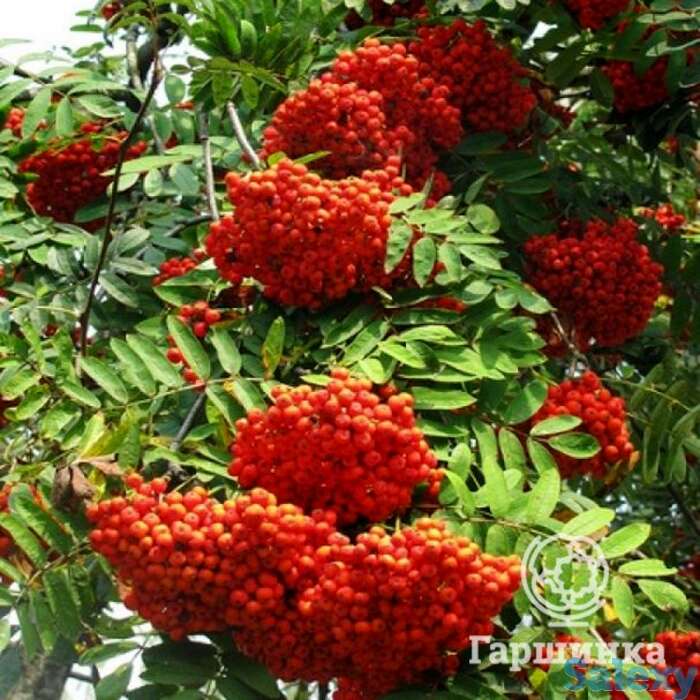 Рябина Сорбинка, фотография 1