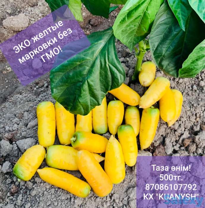 Эко жёлтая морковь без ГМО, фотография 1