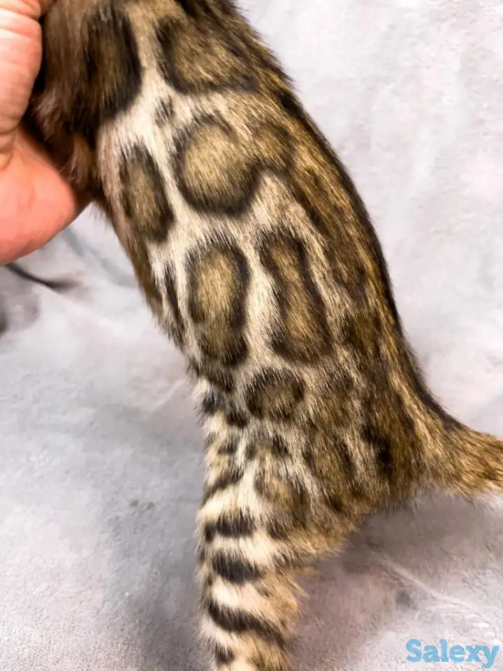 Бенгальские котята., фотография 3