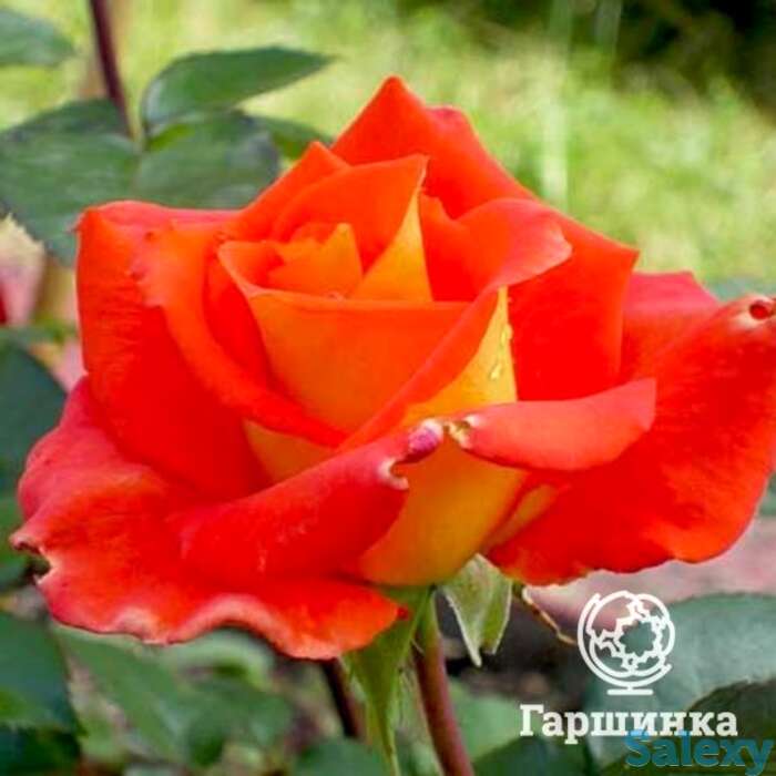 Роза моника чайно-гибридная, топалович, фотография 1