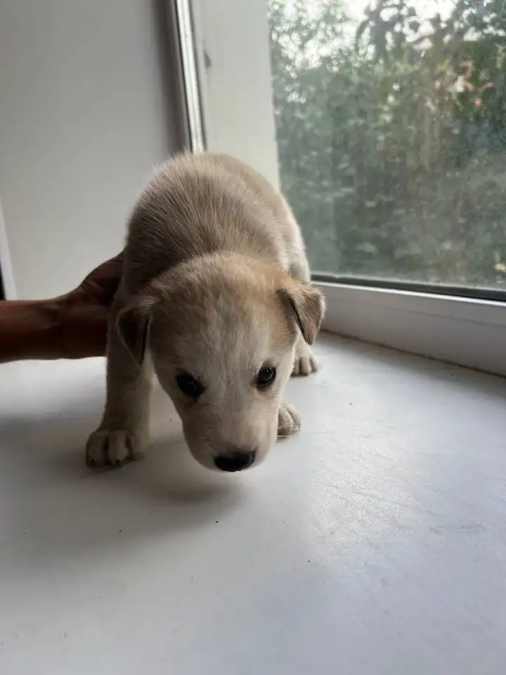 Продам щенков дава мальчика и две девочки, фотография 3