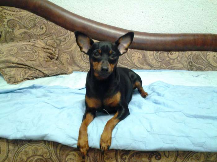 Привлекательная сучка, ищет симпатичного кобеля для вязки., фотография 2