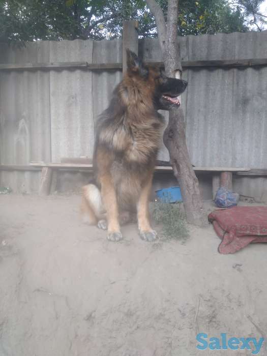 Немец длинник, фотография 2