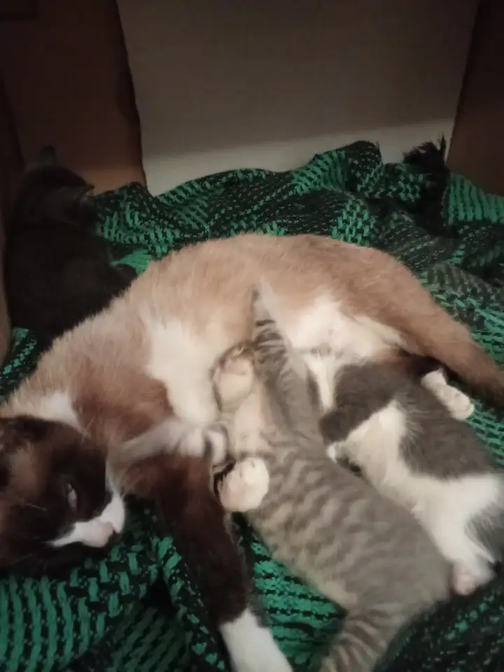 Отдам котят в добрые руки., фотография 5