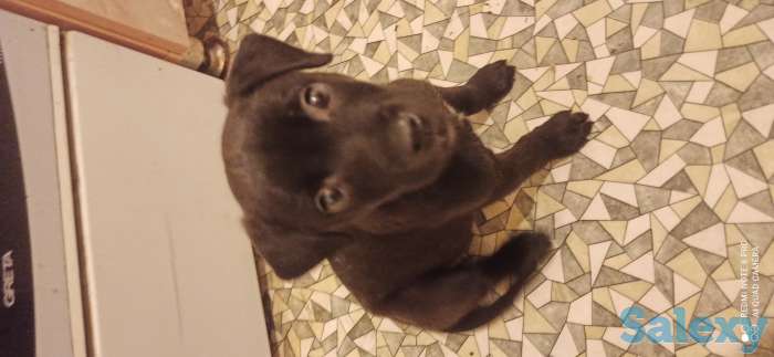 Щенок питбуля, фотография 1