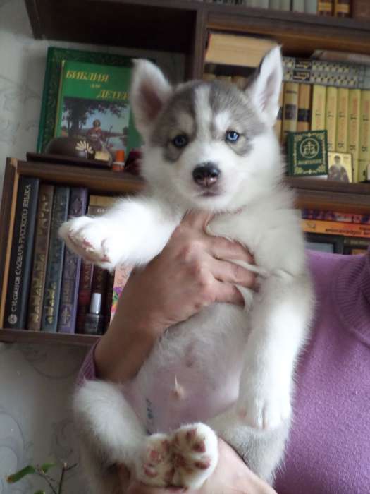 Щенок Сибирской хаски, фотография 1
