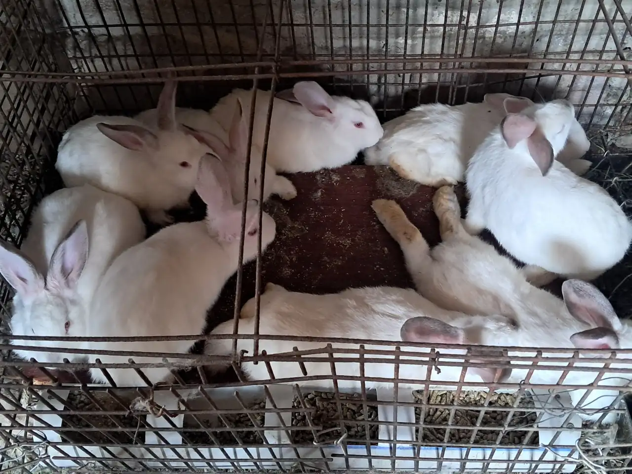 Продам кроликов, фотография 1