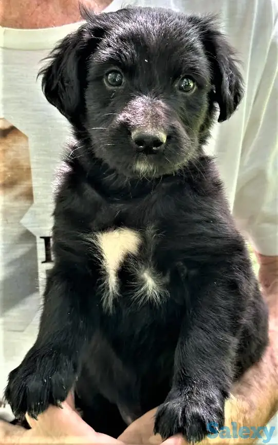 Английский спрингер-спаниель, ЩЕНКИ, фотография 1