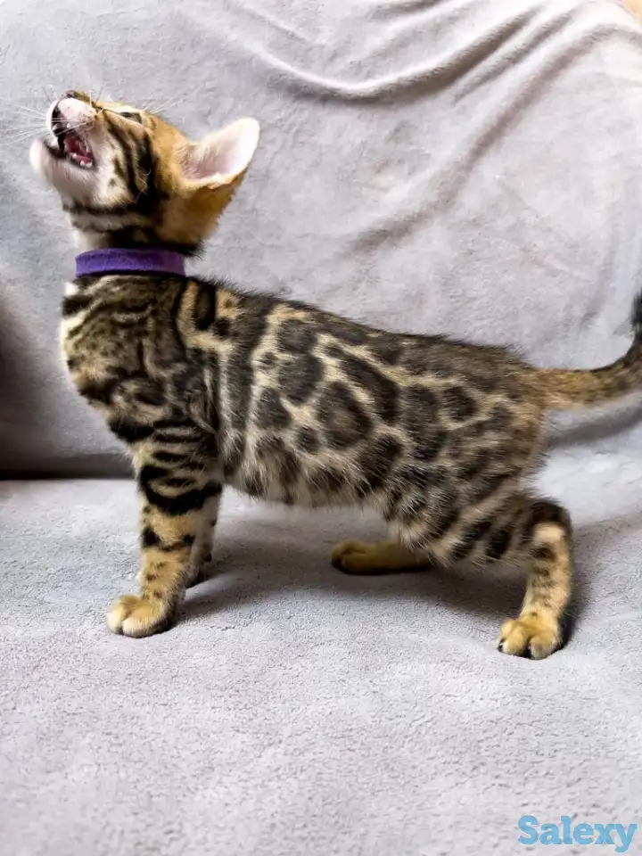 Бенгальские котята., фотография 7