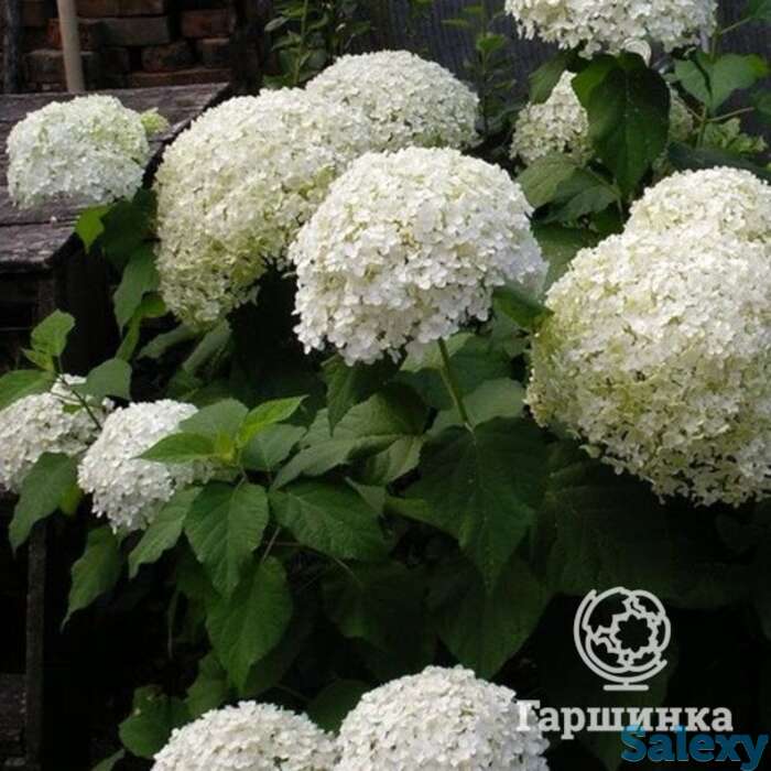 Гортензия баунти, фотография 1