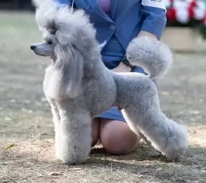 Породистые щенки малого и миниатюрного  карликового пуделя, фотография 1