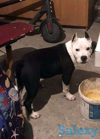 Арман, фотография 1