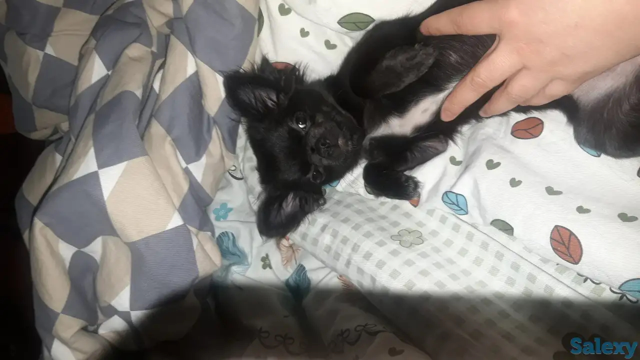 Чихуа щенок девочка, фотография 1