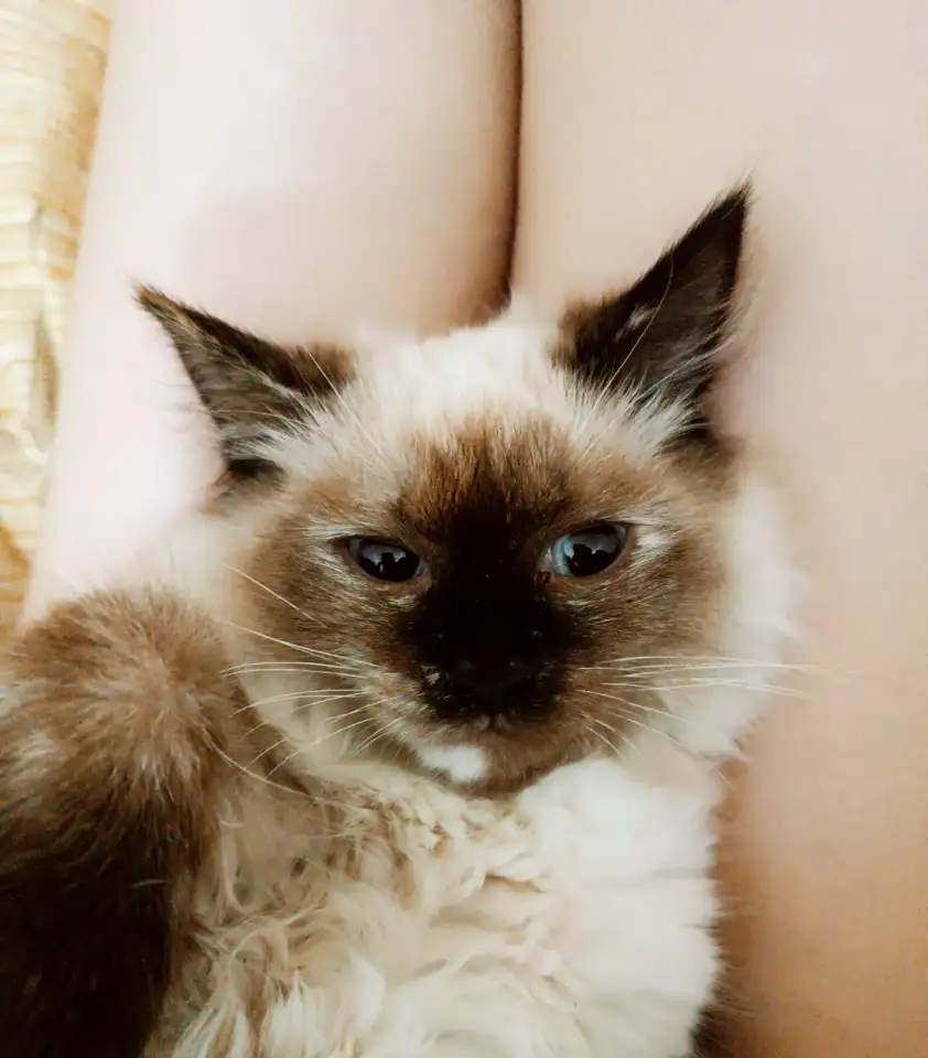 Отдам кошку в хорошие руки, фотография 2