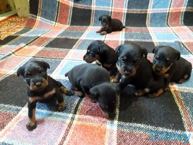 Ягдтерьер, фотография 1