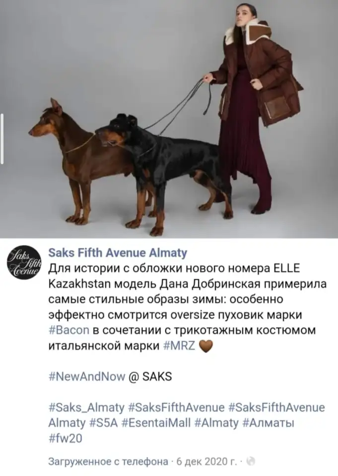 Доберман для фотосессий, реклам, фотография 2