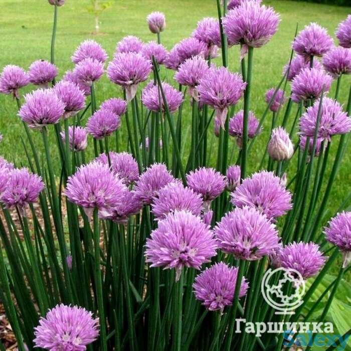 Семена Лук Шнитт Чемал лук на зелень, фотография 1