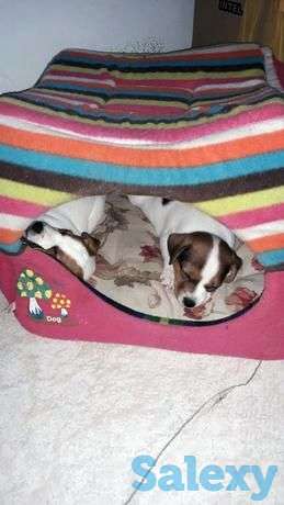 Щенки джек Рассел терьера от заводчика, фотография 1