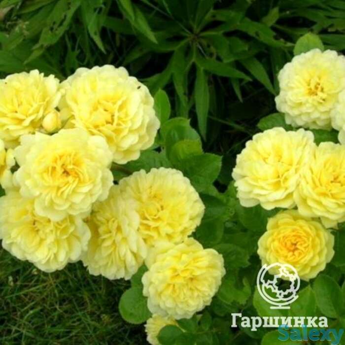 Роза анни дюпрей, флорибунда, топалович, фотография 1