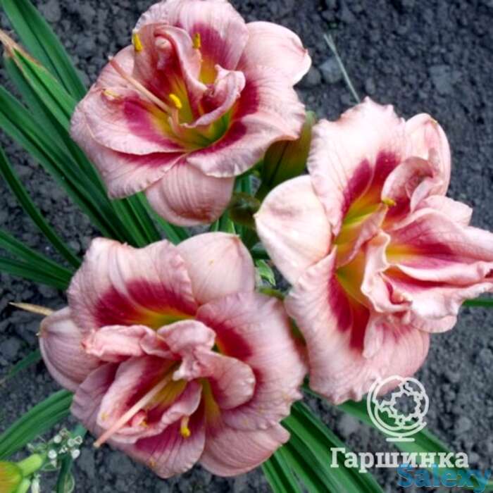 Лилейник джаст май сайз, фотография 1