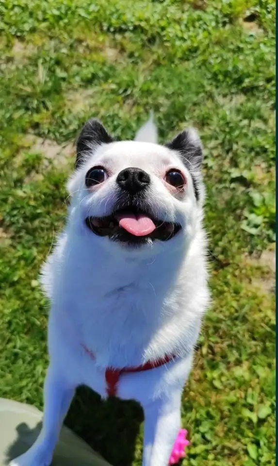 Перпдержка животных, фотография 5