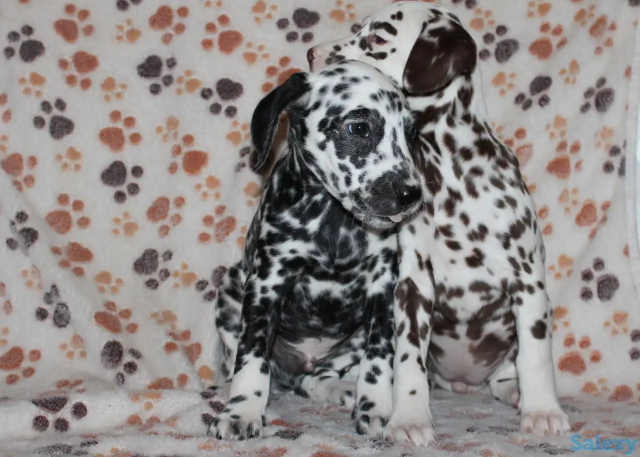 Далматин Далматинец щенки далматинов Далматины Алматы, фотография 10