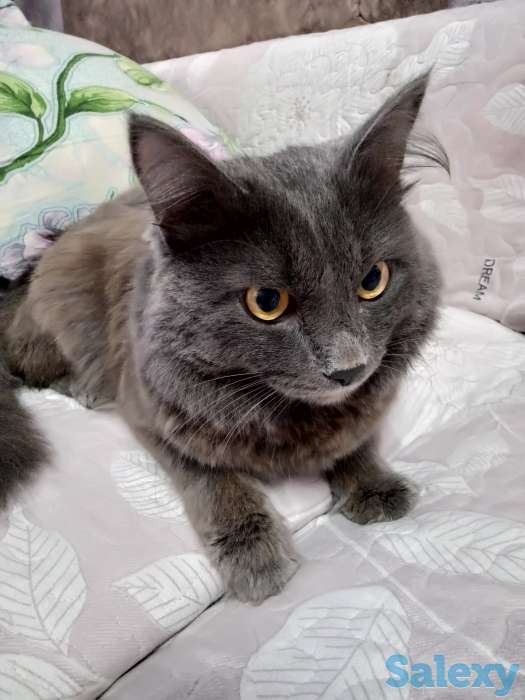 Отдам даром, фотография 3