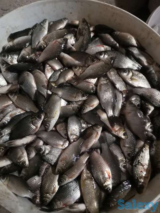 Живец карась, фотография 1