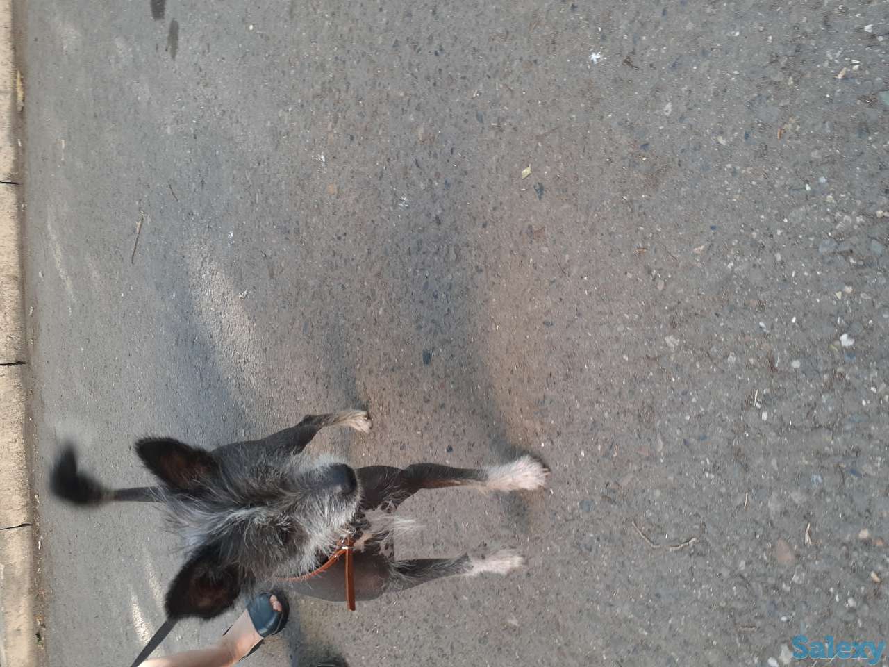 Нашли кобелька Китайскую хохлатую. Ищем хозяина или любителя такой породы, фотография 1