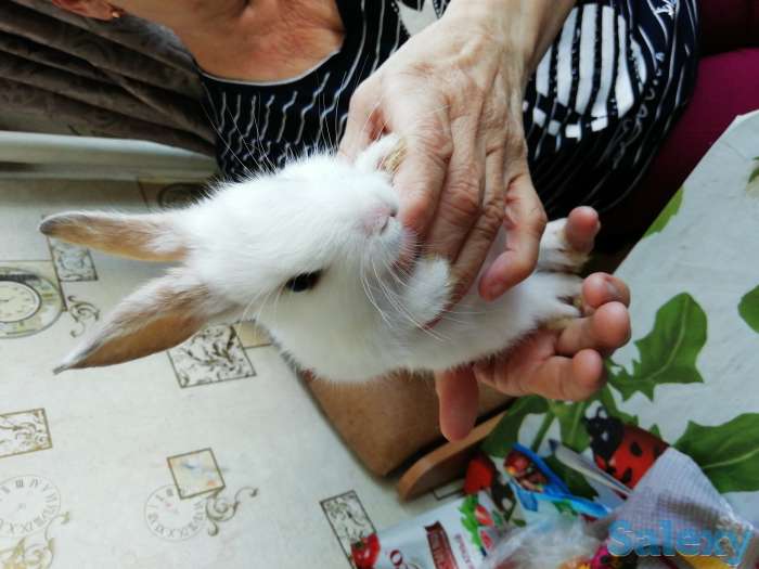 Продам декоративных крольчат 1 месяц, фотография 1