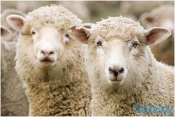 Шерсть овечья мытая Меренос, фотография 1