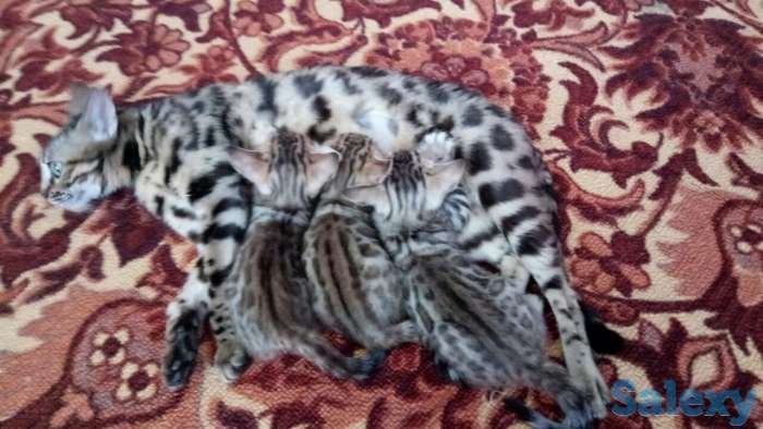 Продам котят бенгальские девочки, фотография 1