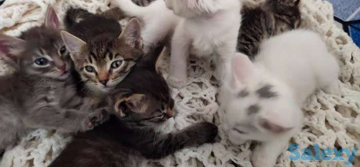 Отдам котят в хорошие руки., фотография 1