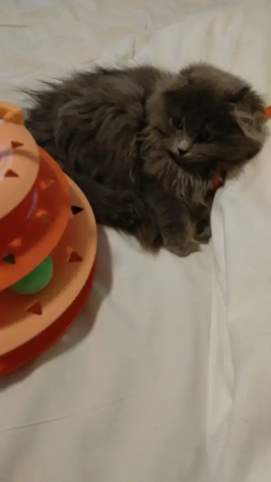 Продам вислоушку, фотография 1