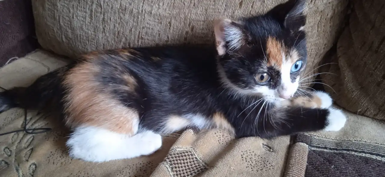 отдам котенка, фотография 1