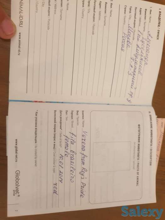 Бразильский мастиф, фотография 3