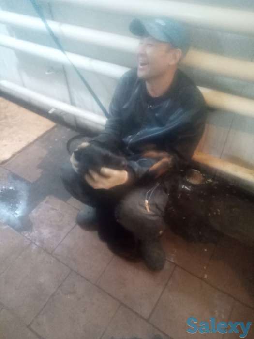 Продам щенка 3-х мес. Суку ротвейлер, фотография 7