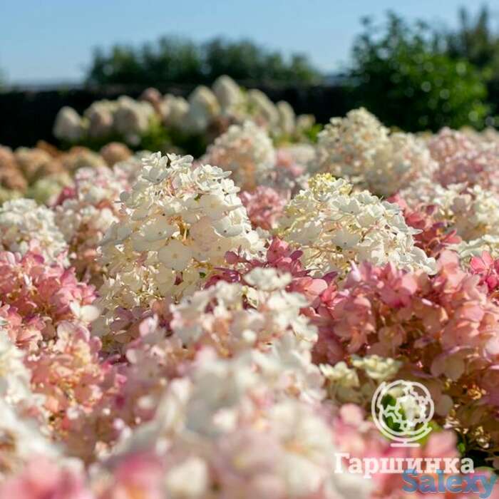 Гортензия литтл блоссом, фотография 1