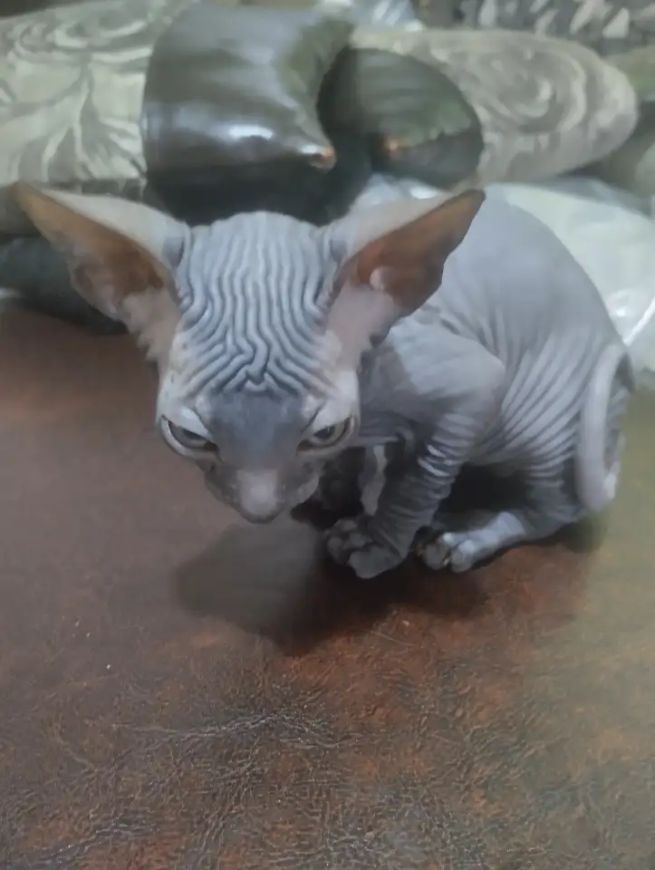 Продам котенка Канадский Сфинкс, фотография 2