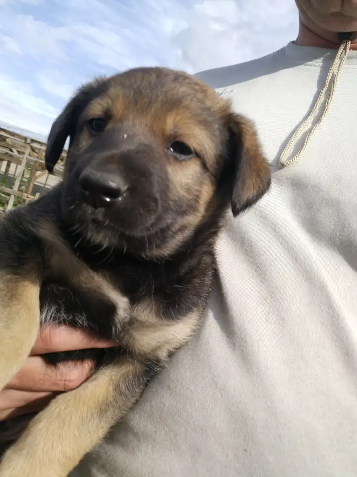 Щенки бельгийской овчарки, фотография 3